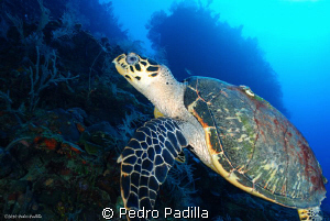 Turtle in Wall Dive in Puerto Rico, Nikon D80 with 15mm l... by Pedro Padilla 